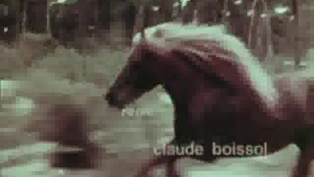 intro - polly