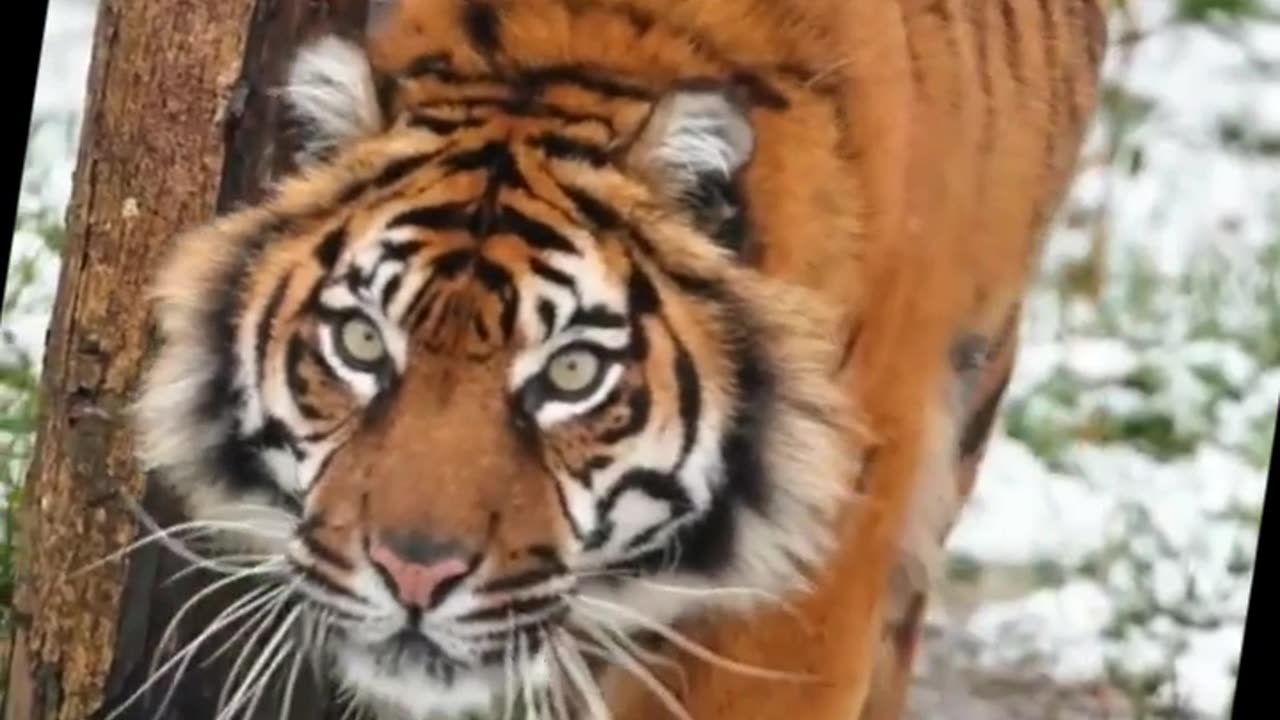 😈Attitude Tiger Reels Status Video, 🔥Wild Life Animals #status #viral #shorts 🥀