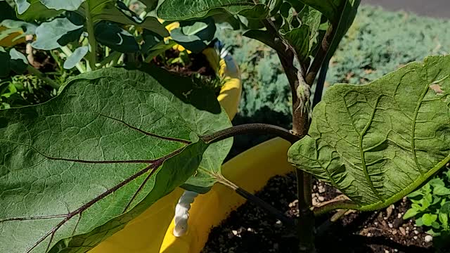 Healthy Eggplants