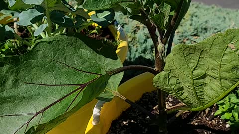 Healthy Eggplants