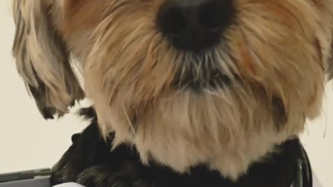 Doge funny