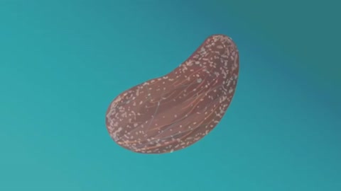 This allows water and nutrients to penetrate the seed coat
