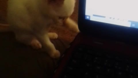 Litle cat curious