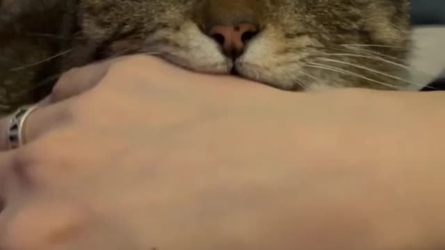 When cat gets 😡 angry