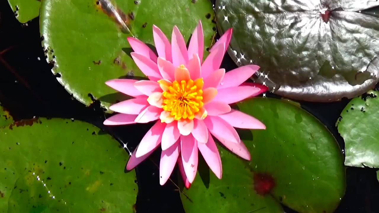 Water Lily