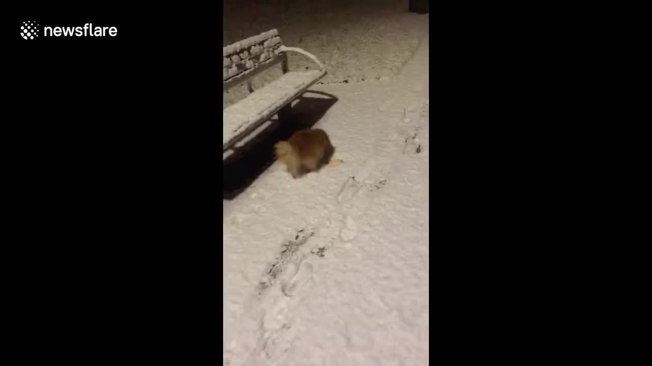 Belfast park turns white as snow falls across parts of UK