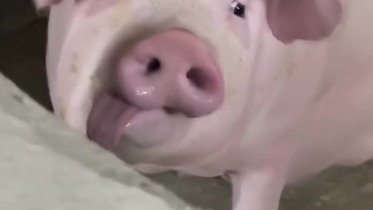 Funny piggy, come and see