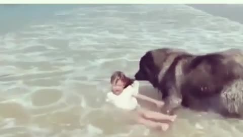 Best Funny Animal Videos 2022 😺 Funny Dog Videos 2022 😁 Funniest Dog Videos 😁😇