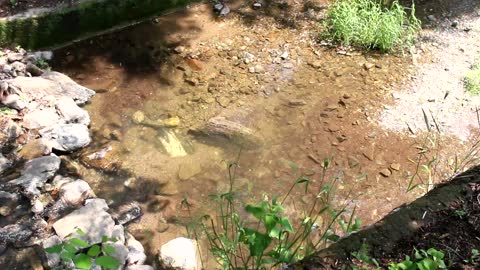 Fish in the beautiful Namhansanseong Valley swim happily