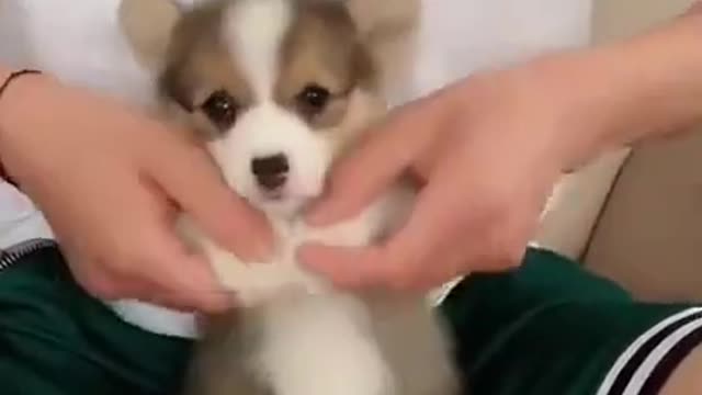 very cute puppy doing cute !! Dancing