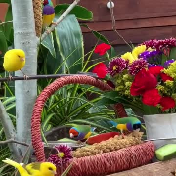 beautiful birds look at