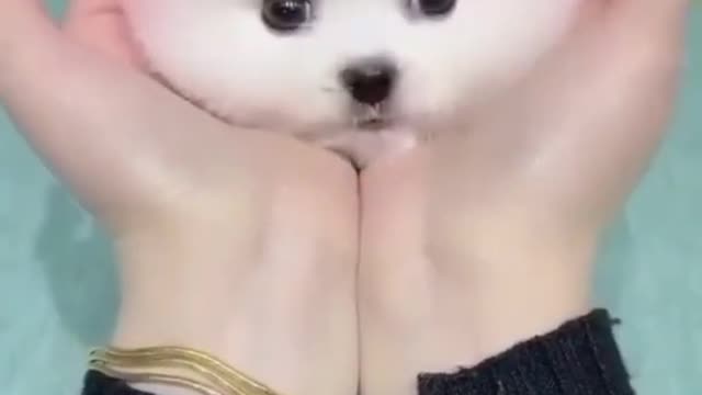 Cute baby dog