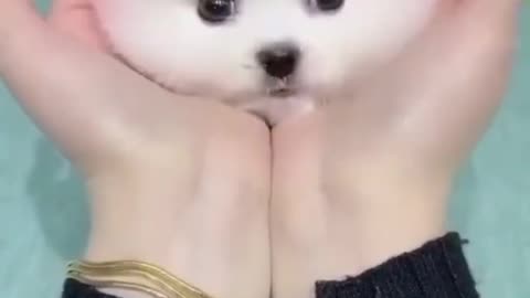 Cute baby dog