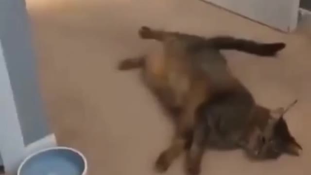 Cat finished strick
