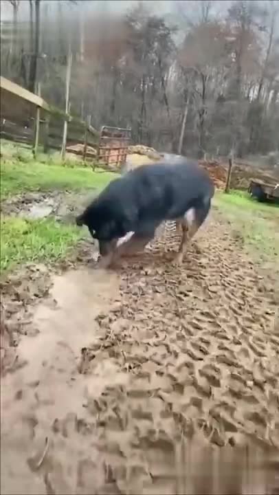 #Shorts Wow Funny Dog Short