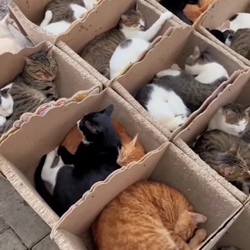 Cat hotel 🙂 ot3039