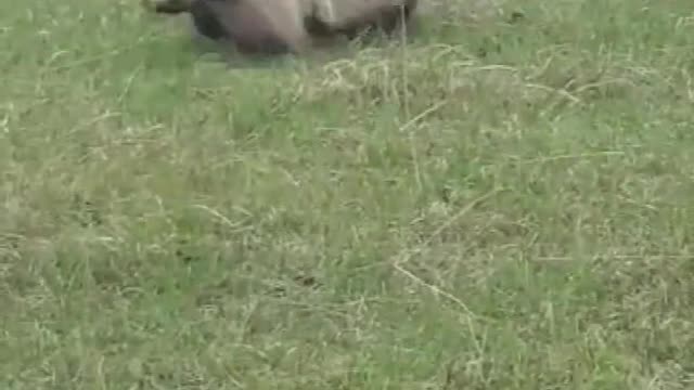 badgers