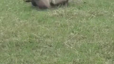 badgers