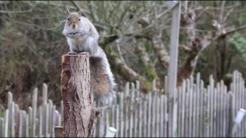 Most Beautiful Squirrel with Nature