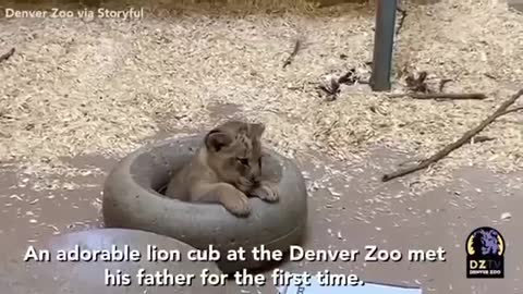 Denver zoo cub meet dad