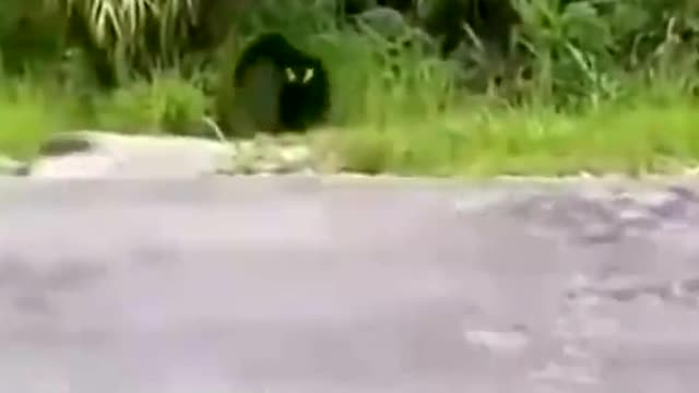 I thought it was a monkey in spiderman's costume