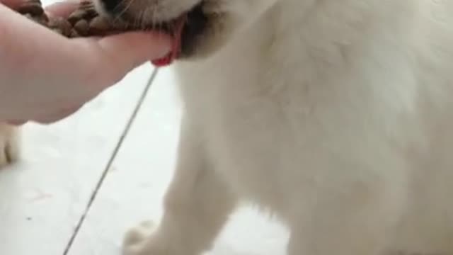 Cute puppy video