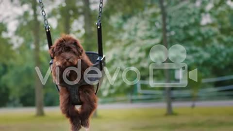 Funny Dog Riding On A Swing For The Kids On The Playground