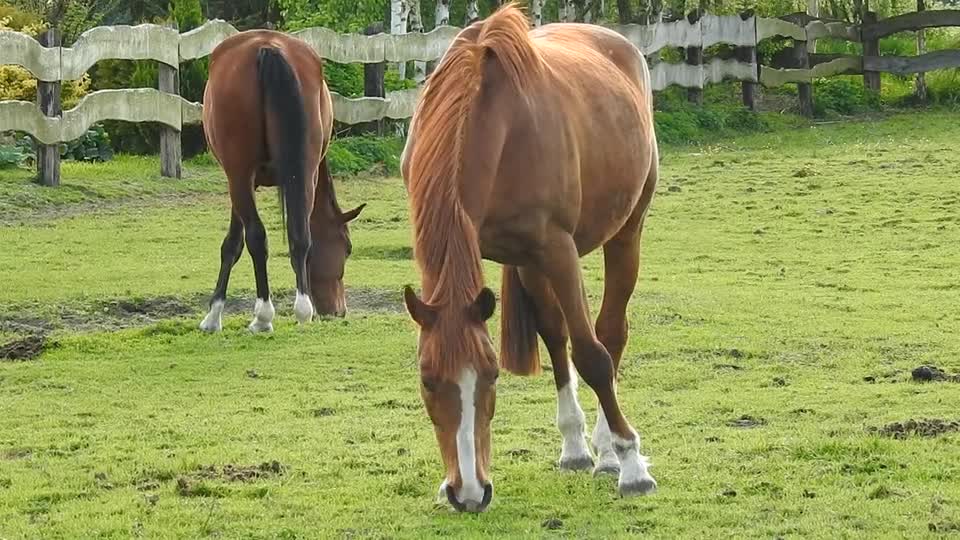 Horse Mare gardens sneks