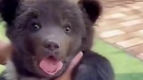 A TWO MONTH BABY BEAR 😍