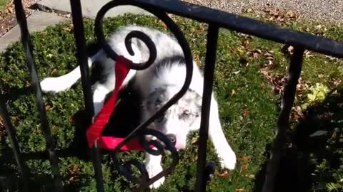 Dog sitting down on bush