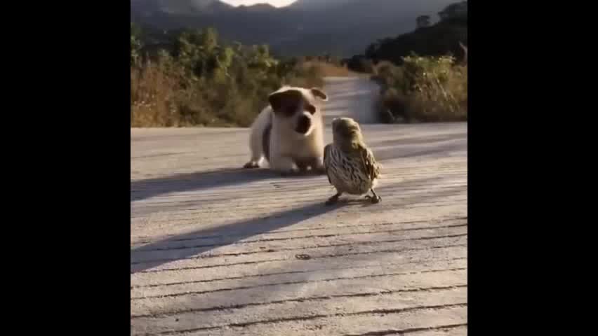 Very cute puppies passing through their timeline