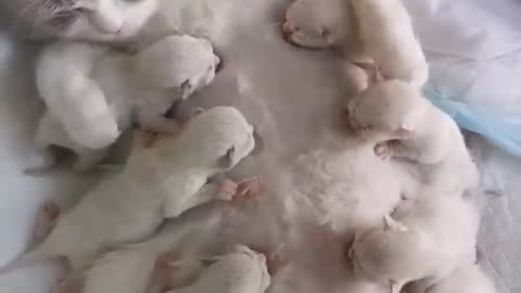 Mother cat Feeding her cutest tribe kittens