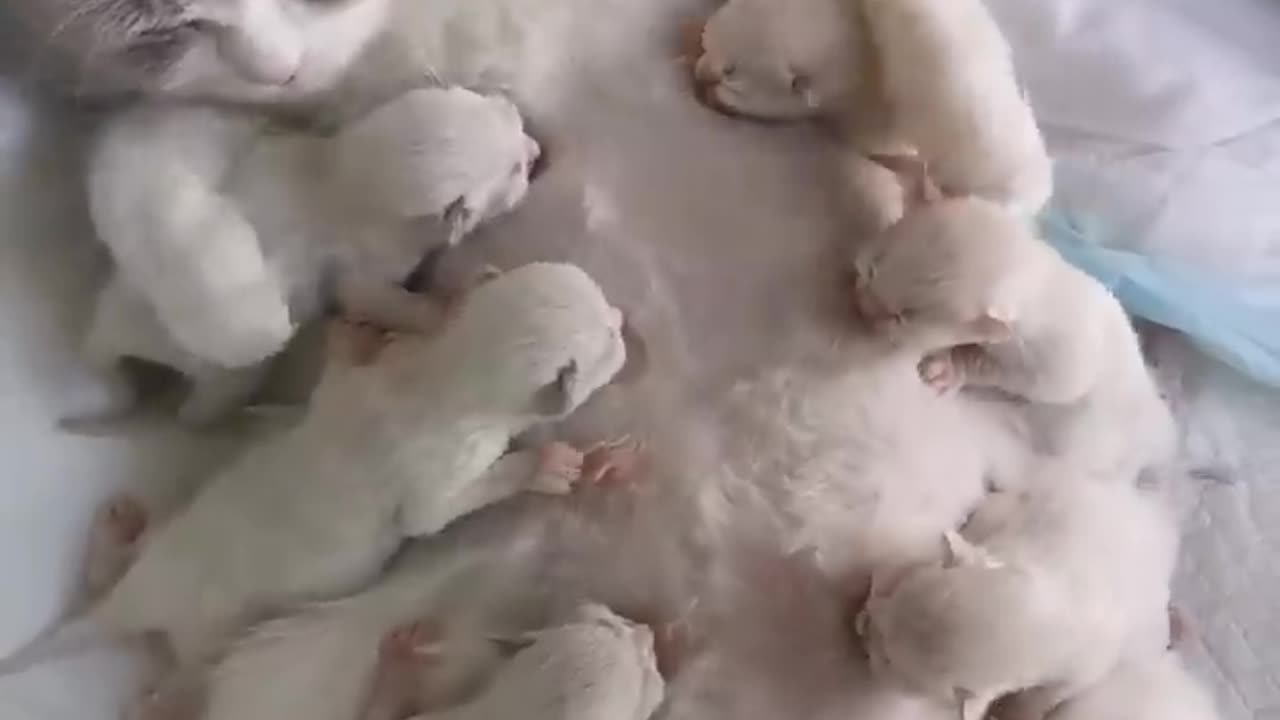 Mother cat Feeding her cutest tribe kittens