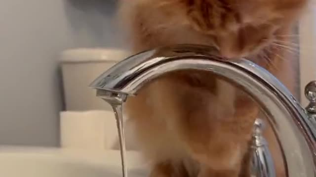 cat play and drinking water