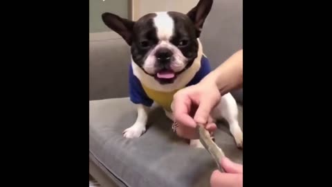 dog get shocked and doing funny face