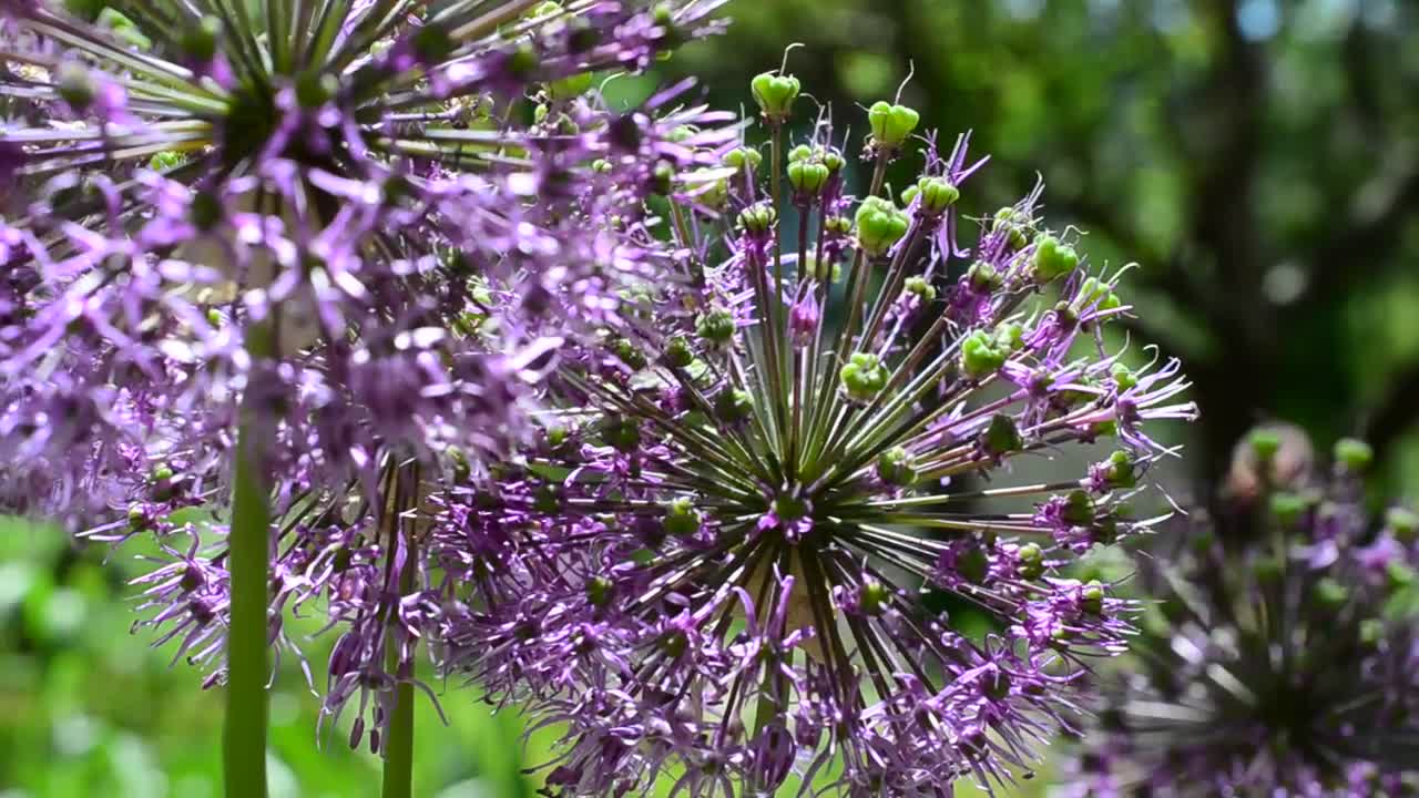 Purple flowering plants in a close up shot