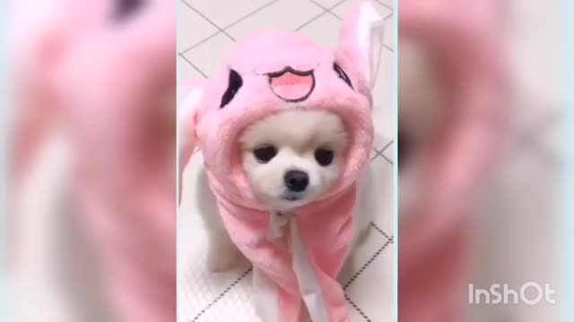 Cute dogs and best funny cute dogs videos