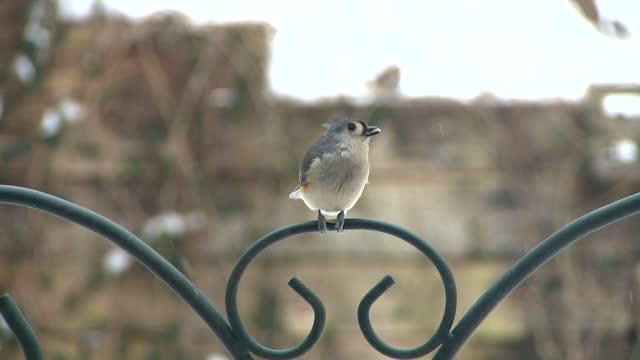 Scenes From The Back Yard