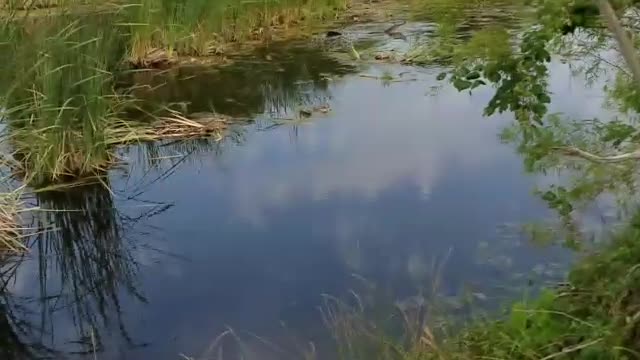 Gator Mating Season