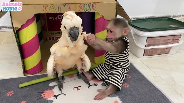 Smart BiBi helps dad feed baby parrots