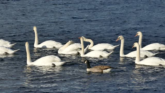 White Swan Lake