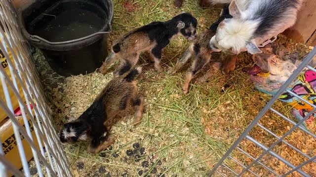 Baby Goats from Nakita! 02.2022