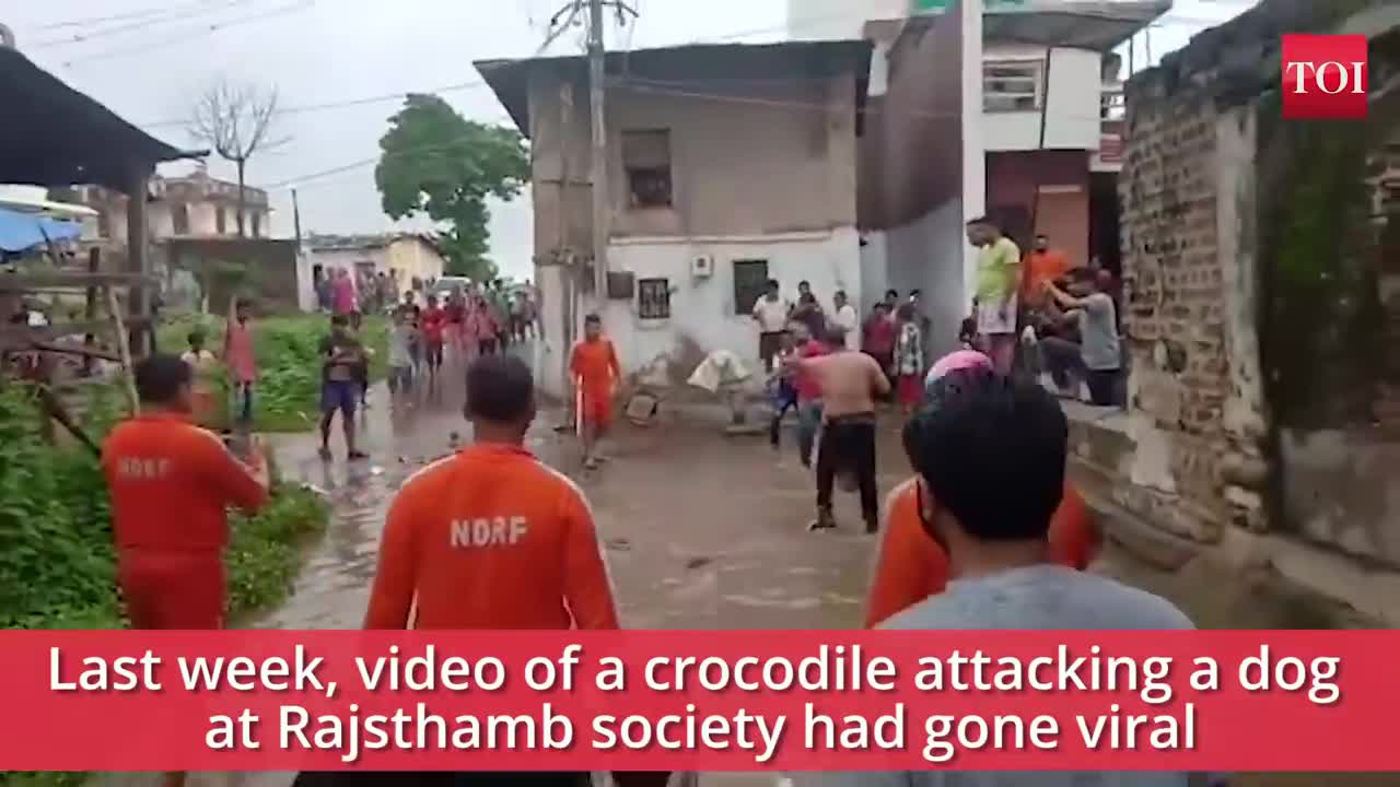 Vadodara rains: Crocodiles terror continues as more enter residential complex due to waterlogging