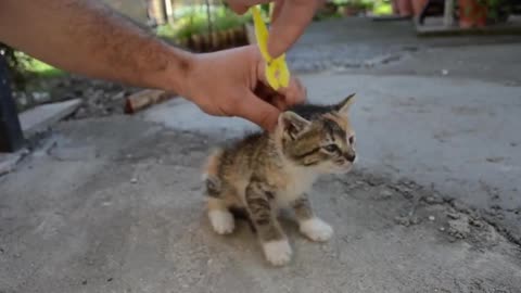 Best Way to DEACTIVATE a cat comedy video