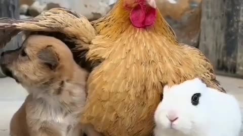 Friendship animal