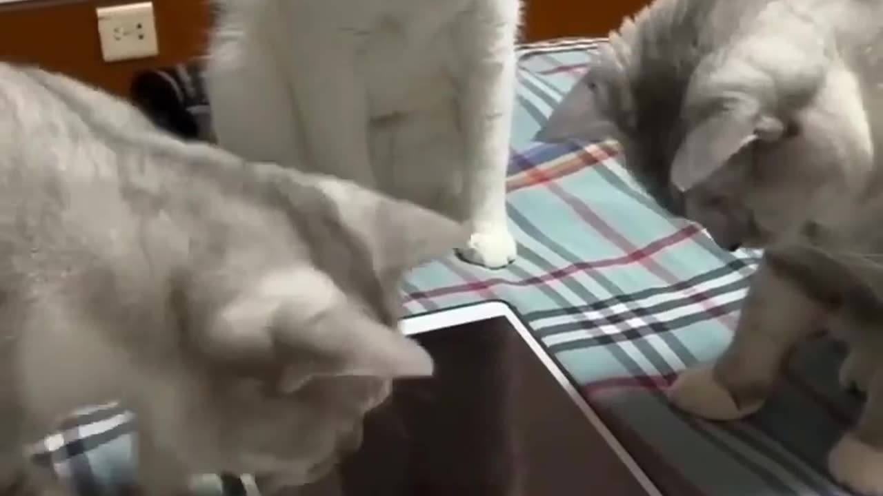 Cat Funny Moments