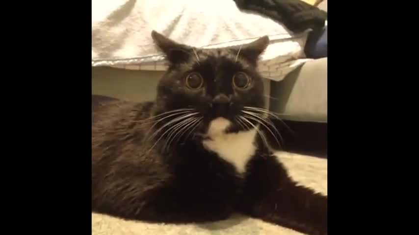 Funny videos funny cats funny Animals-funny moments -funny cat vines