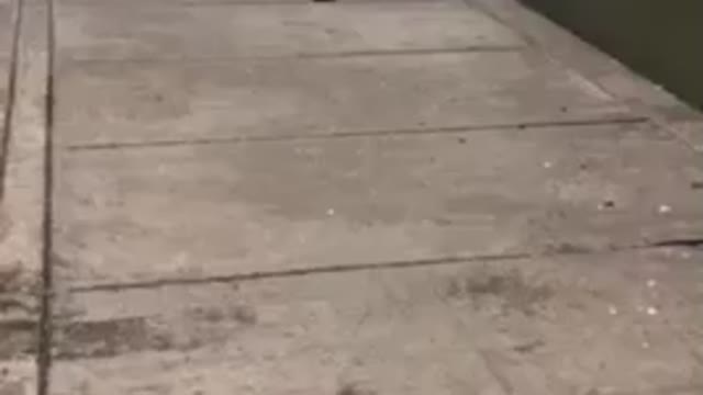 Beautiful duck with its young