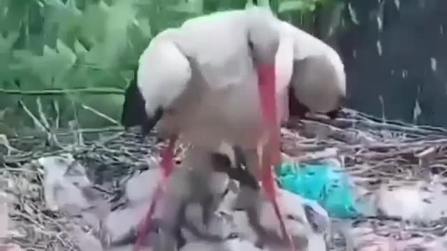 A wonderful sight of a stork protecting its young from the rain.