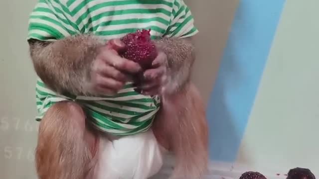 Little monkey eating delicious fruit